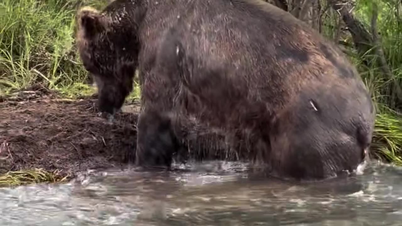 Gaint Brown bear in action