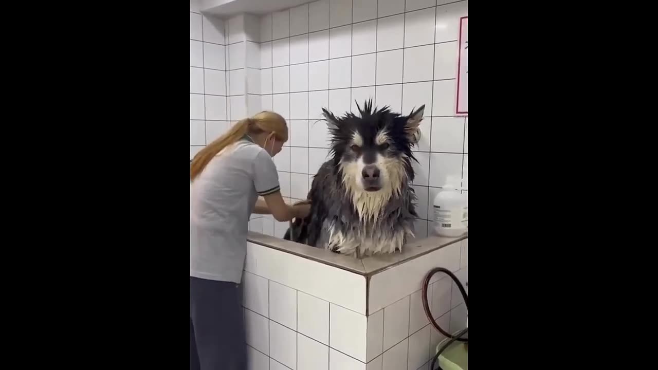 Funny Animals π Cats and Dogs Videos πΊπΆ