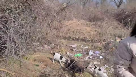 Mama dogs reunited with her stolen puppies....she is crying from happiness