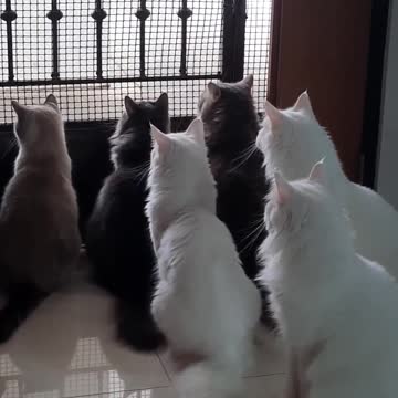 Cats whenever its delivery day