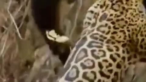 Jaguar vs crocodile