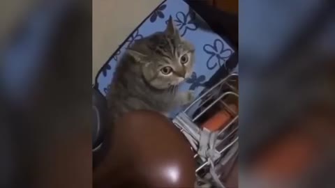 pet funny