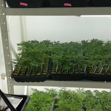 Nursery at GenetiCan. The team is doing a killer job!