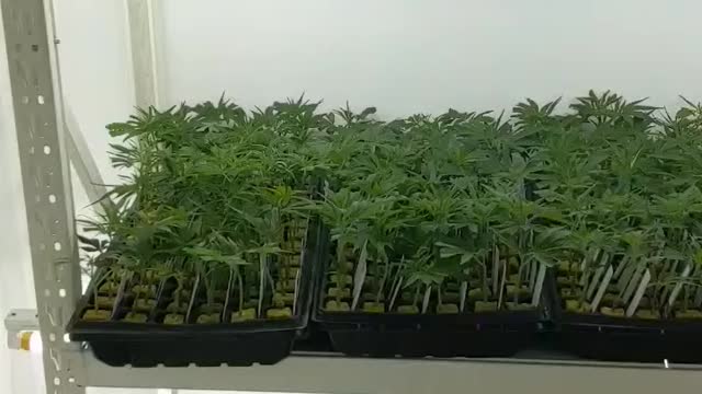 Nursery at GenetiCan. The team is doing a killer job!