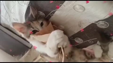 à cat Who loves money