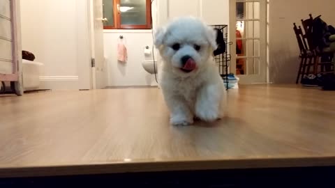 Funny little puppy