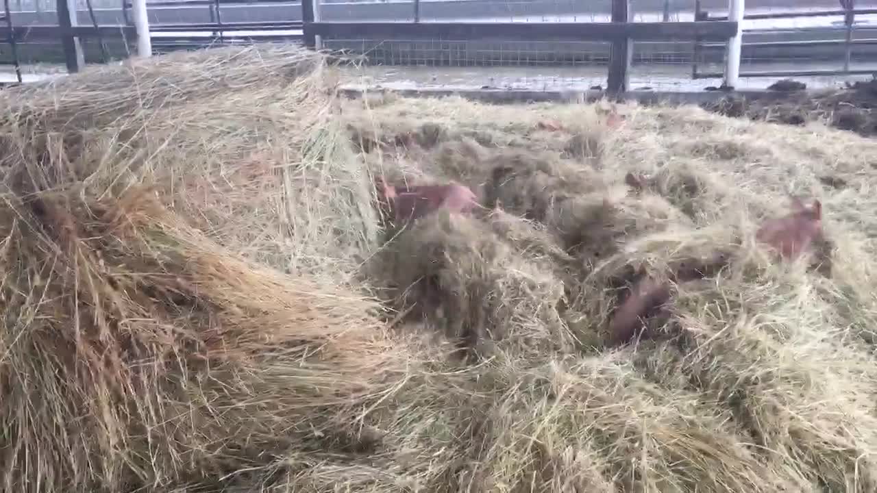 Wake Up Little Piggies