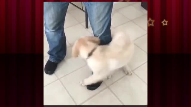 Cute dog funny movement video (cute dog funny video)