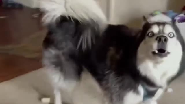 Dramatic Husky Clips | Funny and Cute Huskies being Dramatic