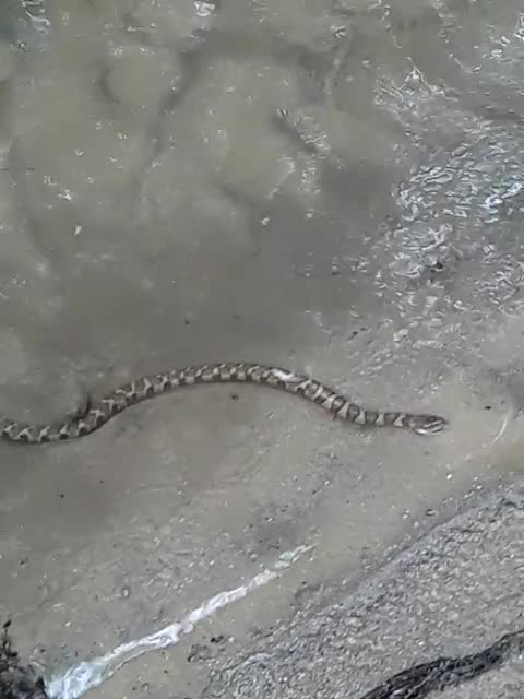 Lil baby river snake all grown up