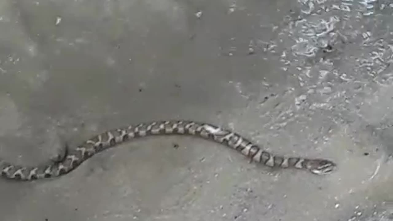 Lil baby river snake all grown up