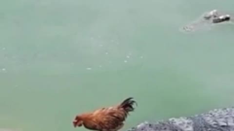 Watch funny act of chicken and crocodile 😆😆😆😆