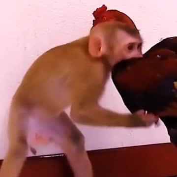 Monkeys and roosters are best friends