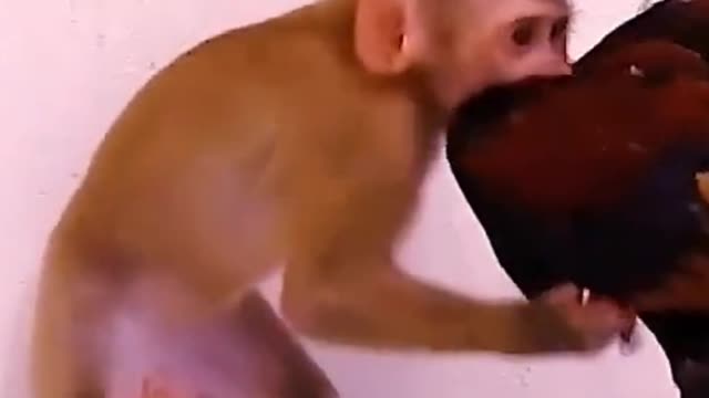 Monkeys and roosters are best friends
