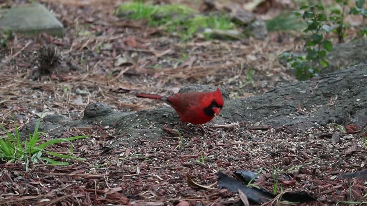 Most Beautiful Birds in Nature 32