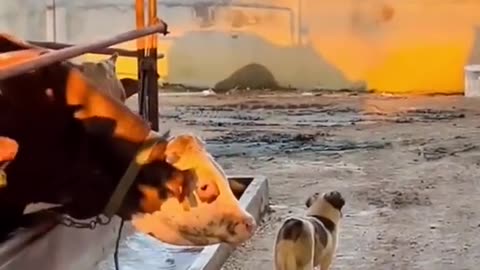 funny animal comp #funny #viral #animals