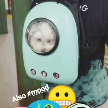 Also mood white dog in blue dog back pack