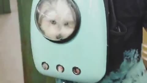 Also mood white dog in blue dog back pack