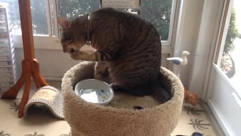 Wonder how a cat is drinking water with its hands