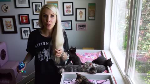 How Stop your kitty bytes