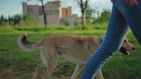 A dog without a leash is walking next to its unrecognizable mistress