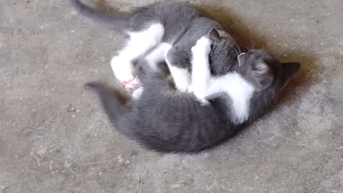 Cute cats playing 😂😂😂