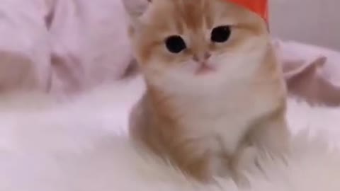 Cute and Funny Cat Videos Compilation