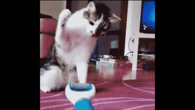 Cat running gif video