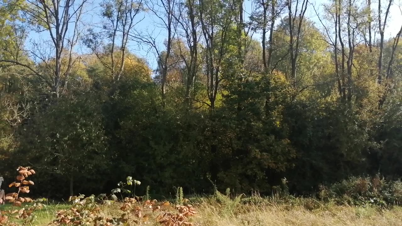 ogród jesienią