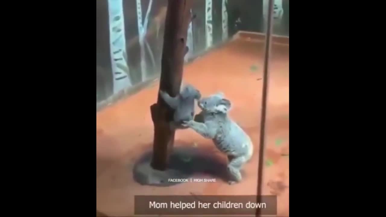 Mother koala helps her kid climb down a tree / Trending animal part 2