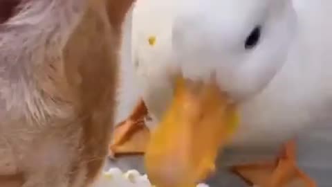 A Duck annihilates cat food