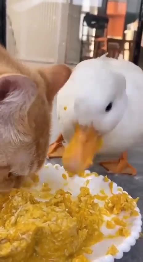 A Duck annihilates cat food