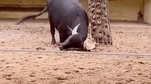 BUFFALO HELPING A TURTLE WITH HORNS