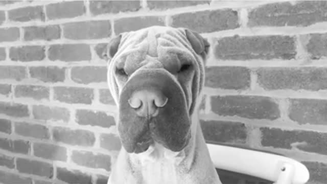 Black and white wrinkly dog catches food in front of brick wall