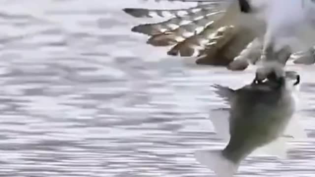 Have you ever seen an eagle fishing with one hand?