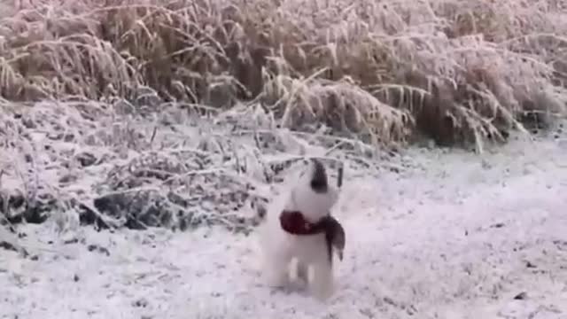 Dog playing in the snow funy tiktok video