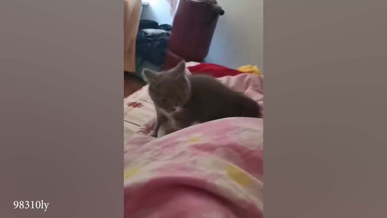 Funniest Cat video shorts Very Heart Touching