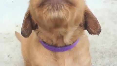 The dog is on the carpet.