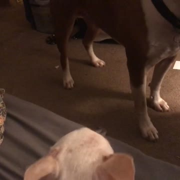 Pitbull Steals Peanut Butter