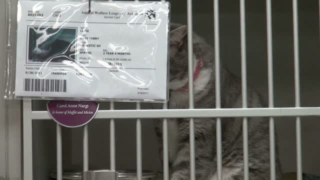 Beautiful Gray Cat in Cage at Animal Shelter