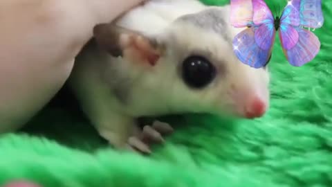 cute rat