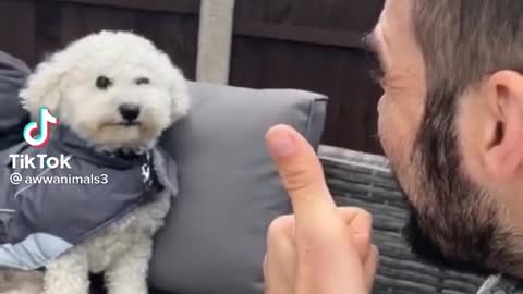 Smiling dogs and a little