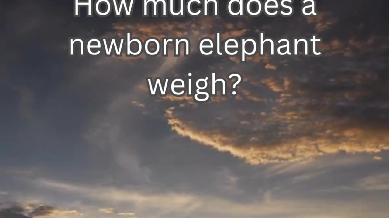 Elephant Fact 2 - How much does a newborn elephant weigh?