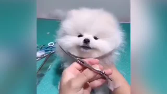 dog grooming