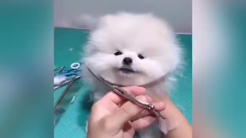 dog grooming