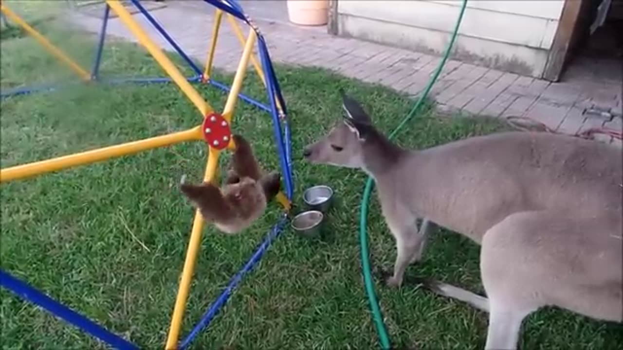 Baby Sloths