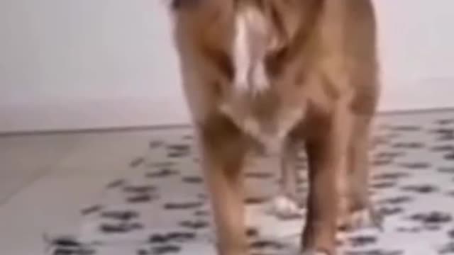 Talented dog balances a glass of water with its head