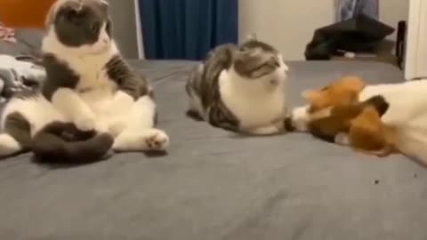 so cute video of dog trying to bite cat