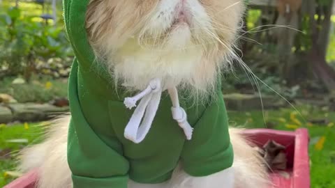 Funny cat, I look TOAD-ally pawsome!