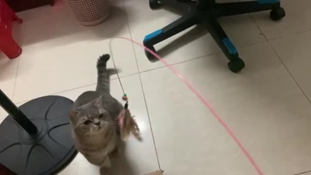 Cats playing near fans